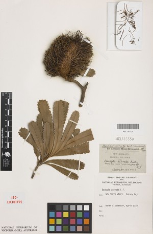 A herbarium specimen from which information has been digitised and made available in AVH for people to access anywhere in the world. This specimen of Banksia serrata, collected by Joseph Banks and Daniel Solander at Botany Bay in 1770, is held at the National Herbarium of Victoria at the Royal Botanic Gardens Melbourne. Image: Royal Botanic Gardens Melbourne.
