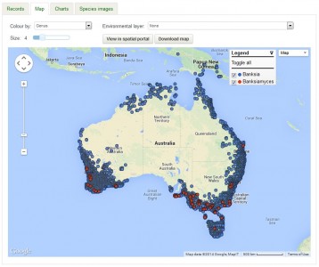 AVH map showing the distribution of the fungus Banksiamyces (red dots) and its host Banksia (blue dots), based on label data from specimens held in Australian herbaria. Image: Australia’s Virtual Herbarium (2014).