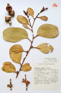 Isotype of Eucalyptus verrucata collected from Mount Abrupt, Grampians Victoria, October 1979 by then student Julie Marginson.