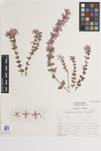 Curator Dr Gillian Brown's favourite specimen: Tetratheca ciliata (MELU D015072a).