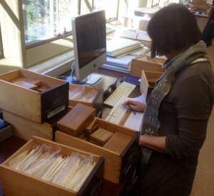 Herbarium volunteer Megan Rixon curating the fungal collection at MELU. Megan has databased over 200 specimens of fungi.