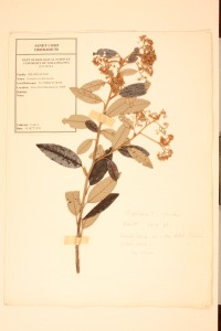 A specimen of Pomaderris intermedia, collected by Janet Cosh at Bundanoon, New South Wales, in 1976, and mounted on the back of a watercolour by her father, Dr Jack Cosh (photo courtesy of the University of Wollongong).