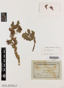Herbarium sheet MEL 655834A